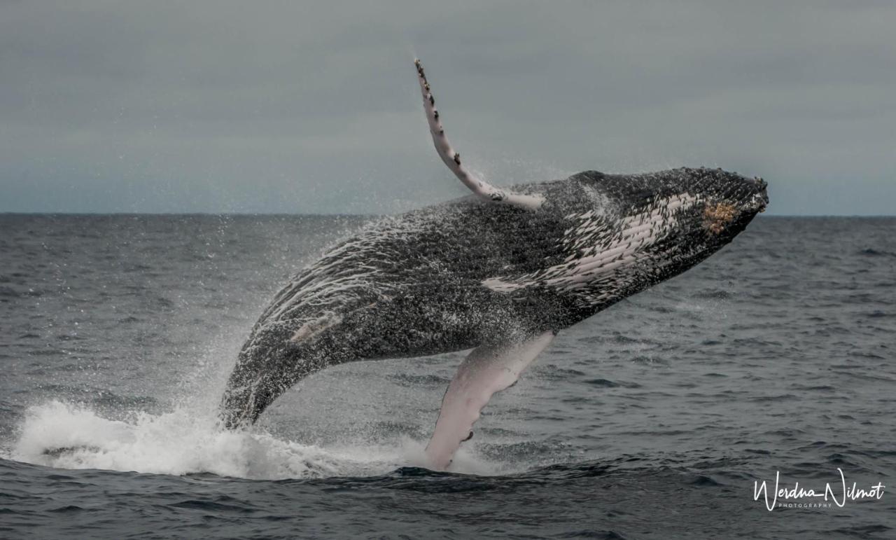 Whale House Hotel Puerto López Eksteriør bilde